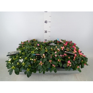 Rhododendron sim. 'Hellmut V' .mix6