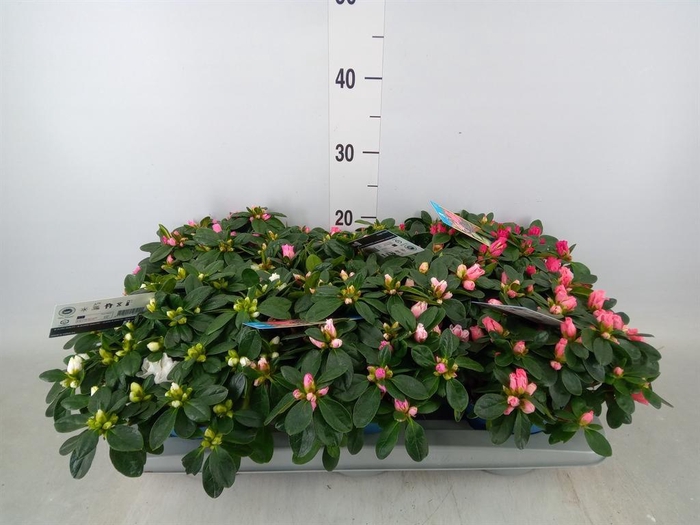 <h4>Rhododendron sim. 'Hellmut V' .mix6</h4>