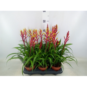 Guzmania  'Misty'