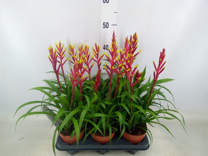 <h4>Guzmania  'Misty'</h4>