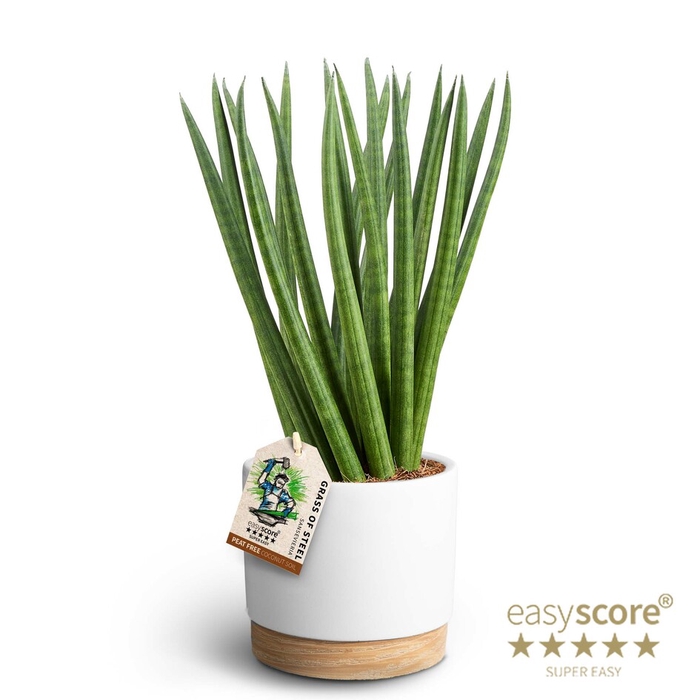 SANSEVIERIA CYLINDRICA P12 WH WHITE SPAGH
