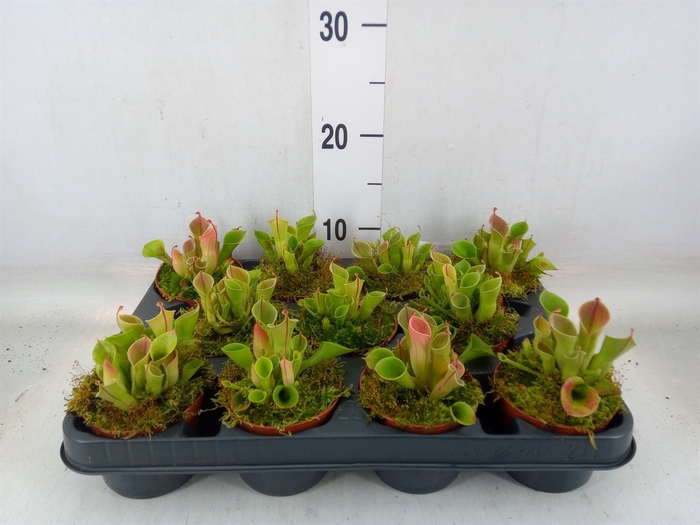 <h4>Vleesetende planten</h4>