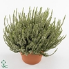 CALLU BL VENETIA