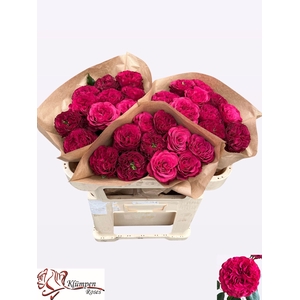 R GR CHERRY VELVET