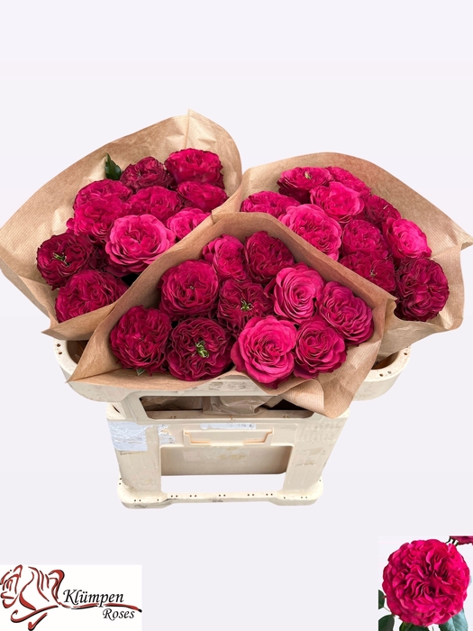 <h4>R GR CHERRY VELVET</h4>