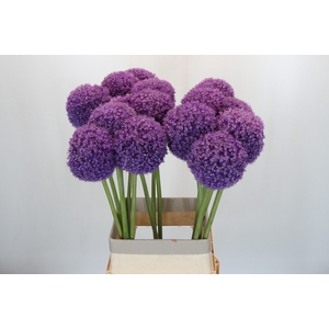 Allium Giganteum