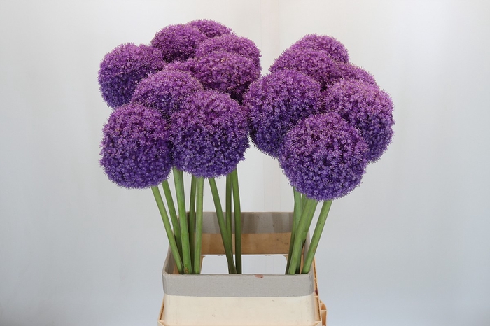 <h4>Allium Giganteum</h4>
