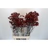 Anigozanthos Early Spring
