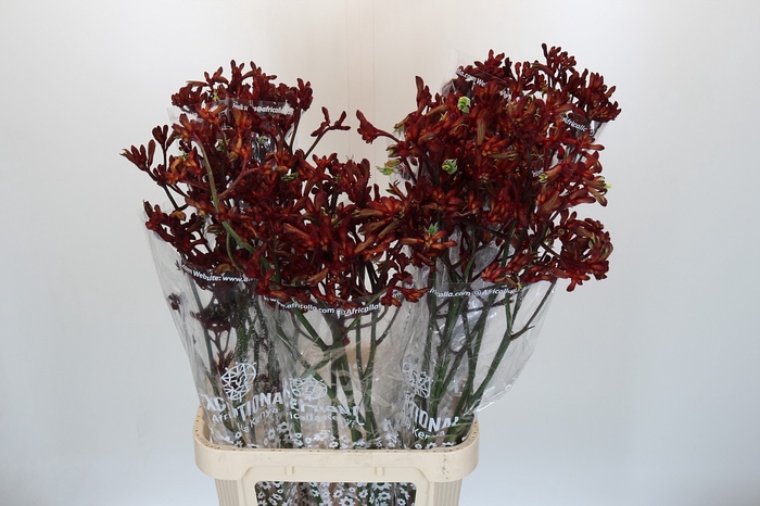 Anigozanthos Early Spring
