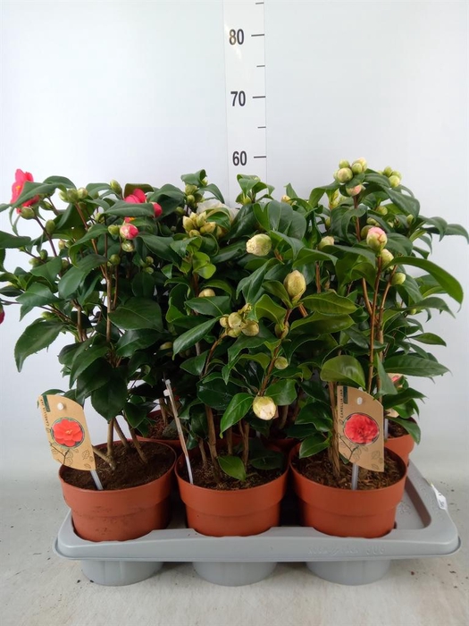 <h4>Camellia   ...mix 3</h4>