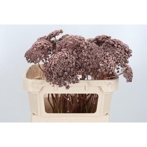 Ammi Zaad Kl Bh Rose Goud