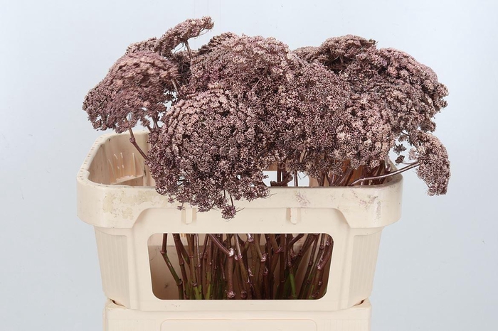 <h4>Ammi Zaad Kl Bh Rose Goud</h4>