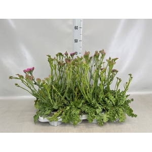 Limonium sinuatum   ...