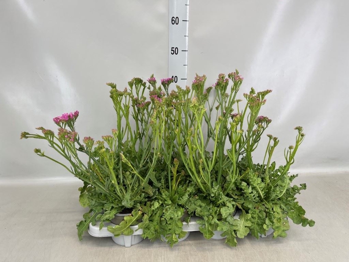 <h4>Limonium sinuatum   ...</h4>