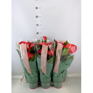 Anthurium andr. 'Minnesota'