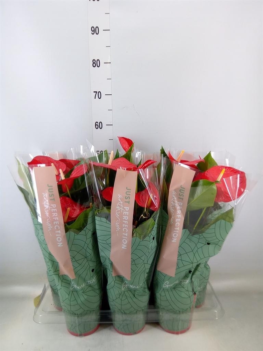 <h4>Anthurium andr. 'Minnesota'</h4>