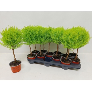 Cupressus Goldcrest Wilma 