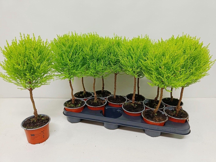 <h4>Cupressus Goldcrest Wilma "p10,5 mini bol op stam"</h4>