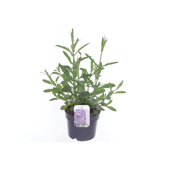 <h4>Verbena bonariensis</h4>
