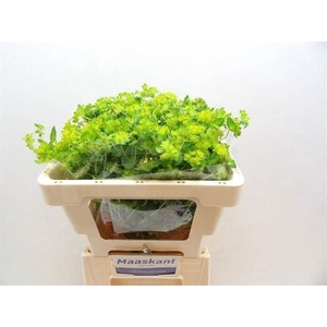 BUPLEURUM GRIFFITHII BUPLEURUM ROTU