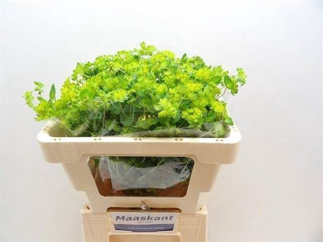 <h4>BUPLEURUM GRIFFITHII BUPLEURUM ROTU</h4>