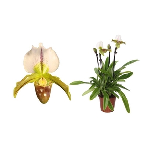 Paphiopedilum p12 leeanum 4bl