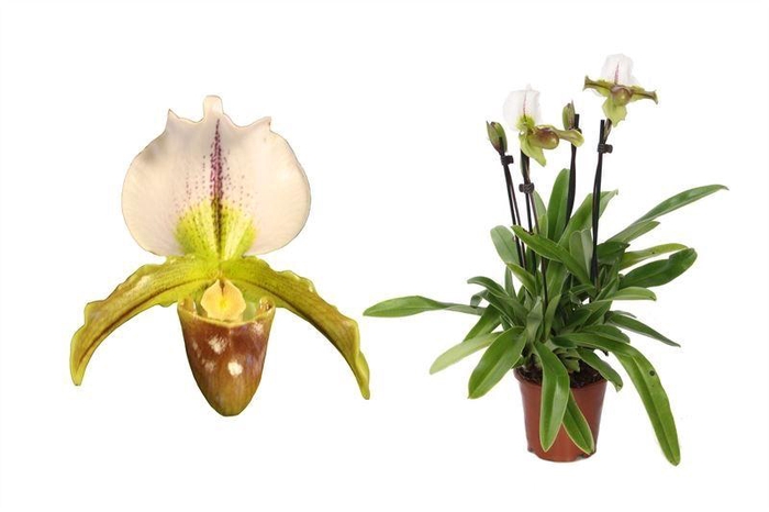 <h4>Paphiopedilum p12 leeanum 4bl</h4>
