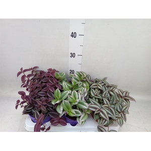 Tradescantia   ...mix