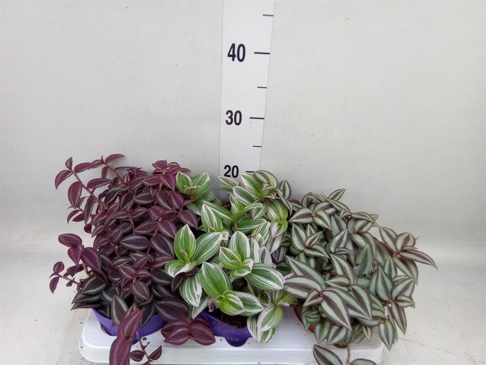 <h4>Tradescantia   ...mix</h4>