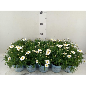 Argyranthemum  'La Rita Comp White'