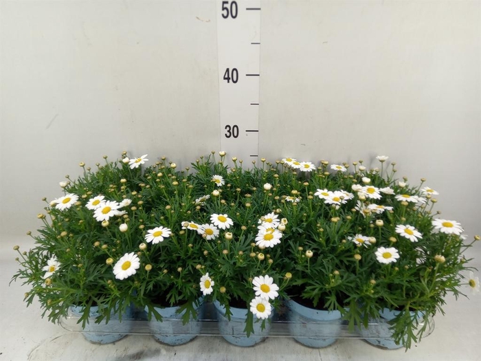 <h4>Argyranthemum  'La Rita Comp White'</h4>