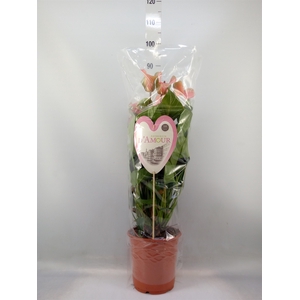 Anthurium  'Summer Love Imp'