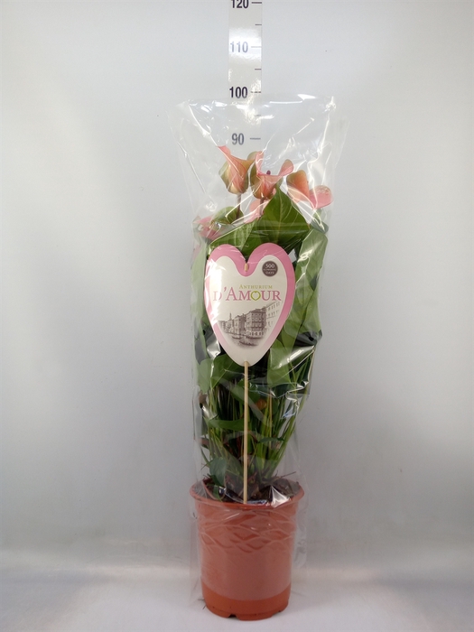 <h4>Anthurium  'Summer Love Imp'</h4>