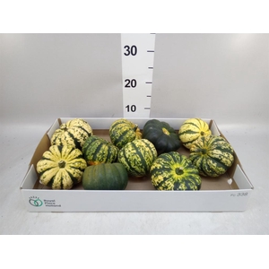 Cucurbita