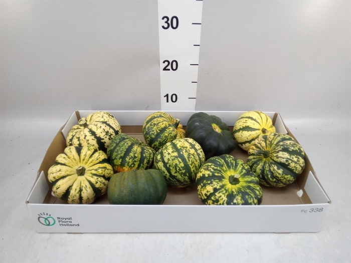 <h4>Cucurbita</h4>
