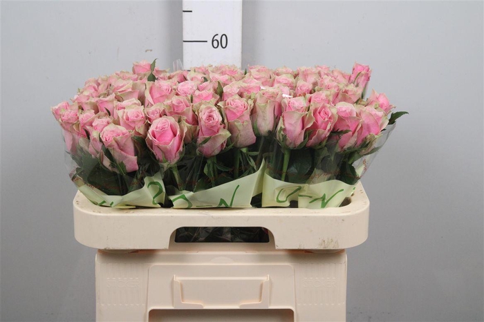 <h4>R Gr Athena Royale</h4>