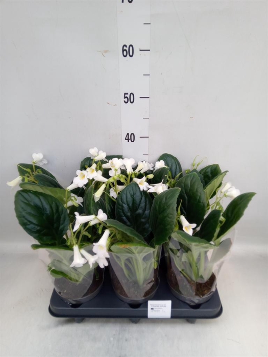 <h4>Streptocarpus   ...</h4>