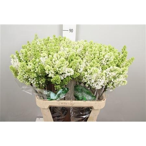 Syr V Mme Fl Stepman 2+