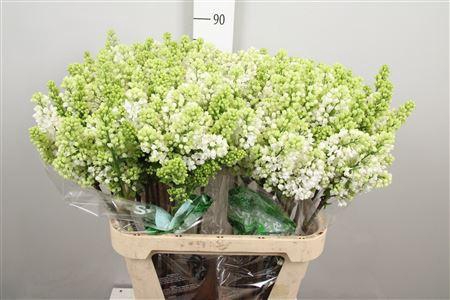 <h4>Syr V Mme Fl Stepman 2+</h4>