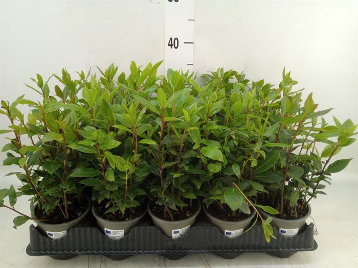 <h4>Laurus nobilis</h4>