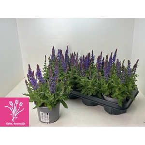 SALVIA NE SE DP BLUE