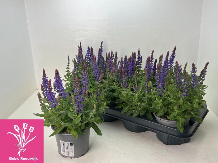 <h4>SALVIA NE SE DP BLUE</h4>