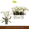 Phalaenopsis wit meer takken