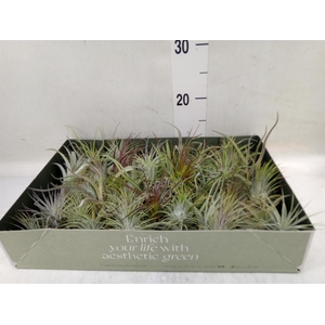 Tillandsia