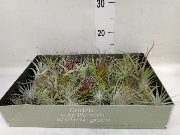 <h4>Tillandsia</h4>