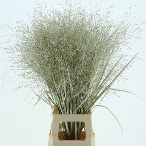 Siergras Klb Platina