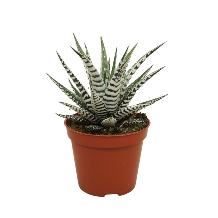 Haworthia African Albino