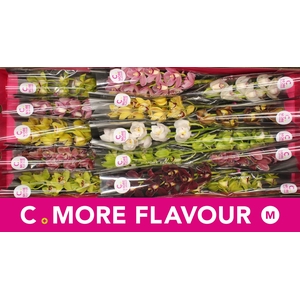 Mini cymbidium 'Mix' 50 cm