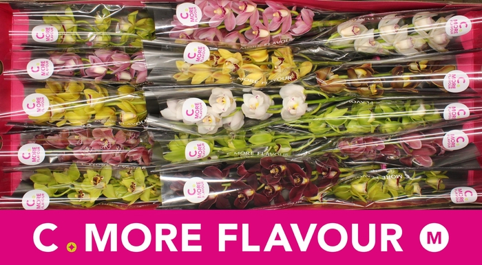 <h4>Mini cymbidium 'Mix' 50 cm</h4>