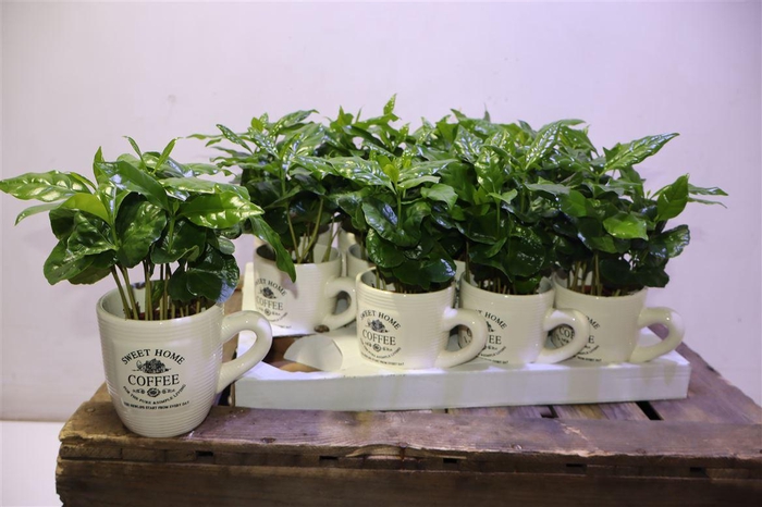 <h4>Coffea Arabica</h4>